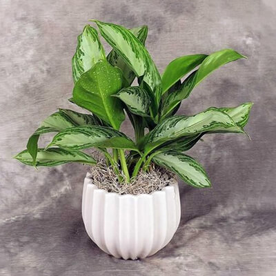 Buy Plant Online in Chennai