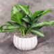 Buy Plant Online in Chennai