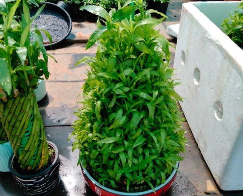 Terrace Garden in Chennai