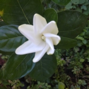 Flowering Plants in Chennai