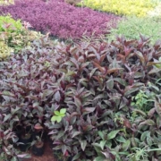 Plant Nursery Garden in Chennai