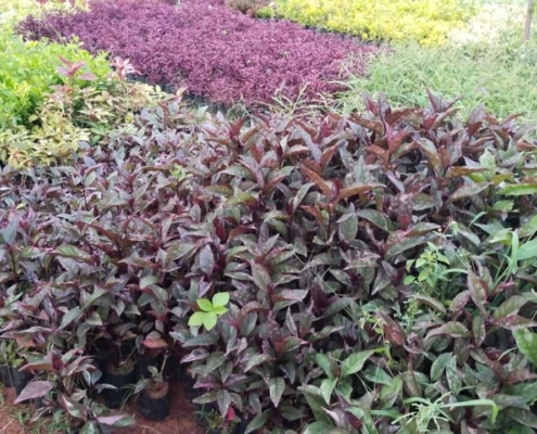 Plant Nursery Garden in Chennai