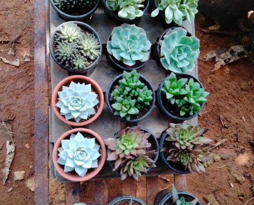 Plant Nurseries Near Me