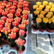 Wholesale Plant Nursery in Chennai