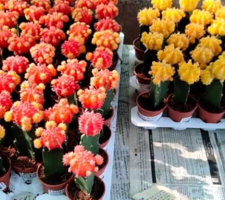 Wholesale Plant Nursery in Chennai