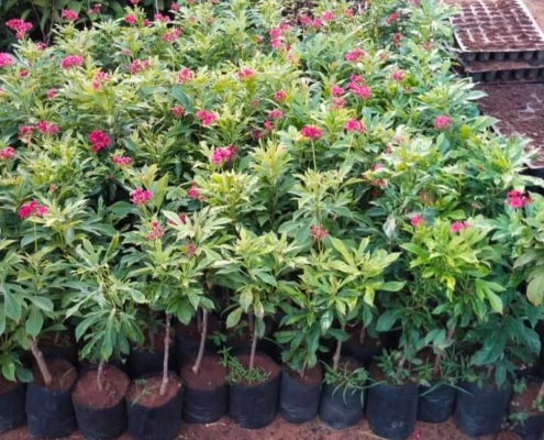 Terrace Garden in Chennai