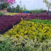 Nursery Plant Suppliers in Chennai