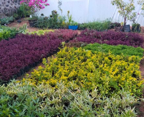 Landscape Plants in Chennai