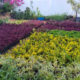 Landscape Plants in Chennai