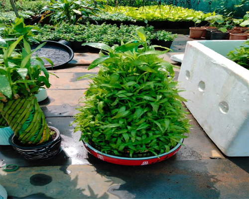 Terrace Garden in Chennai